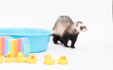 Ferret wash in water with rubber duck on a white background