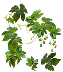 Hop branch with hoppy cones and leaves isolated on a white background