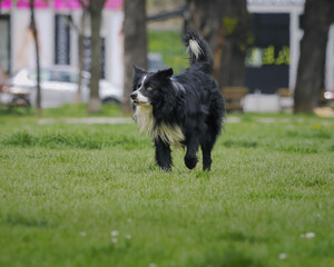Adorable Border Collie playing in the park