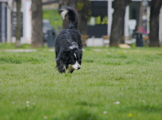 Fototapeta premium Adorable Border Collie playing in the park