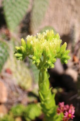  Rojniczek jovibarba sobolifera kwiat sempervivum succulent yellow flower cactus winter snow