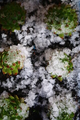  Rojniczek jovibarba sobolifera kwiat sempervivum succulent yellow flower cactus winter snow