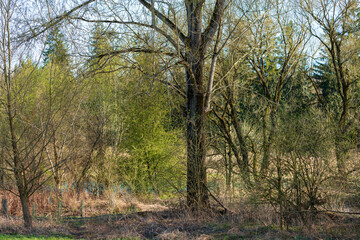 Obraz premium Traunufer