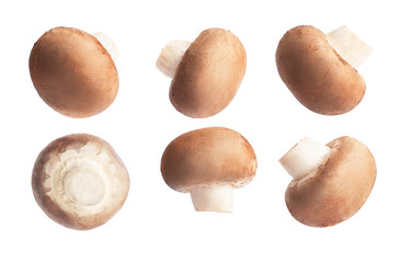royal brown champignons on a white isolated background, a set of angles