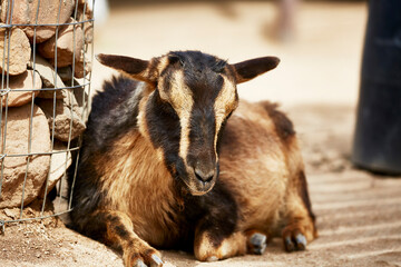 A domesticated goat sleeping in the shade