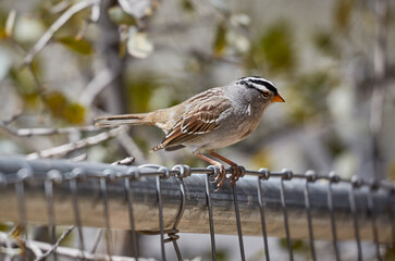 Wild Bird sitting on a fence with shallow depth of field