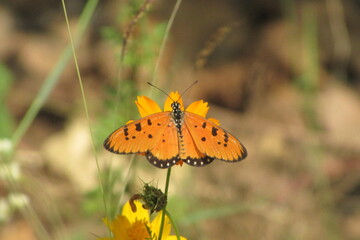 Obraz premium Nature photography in India