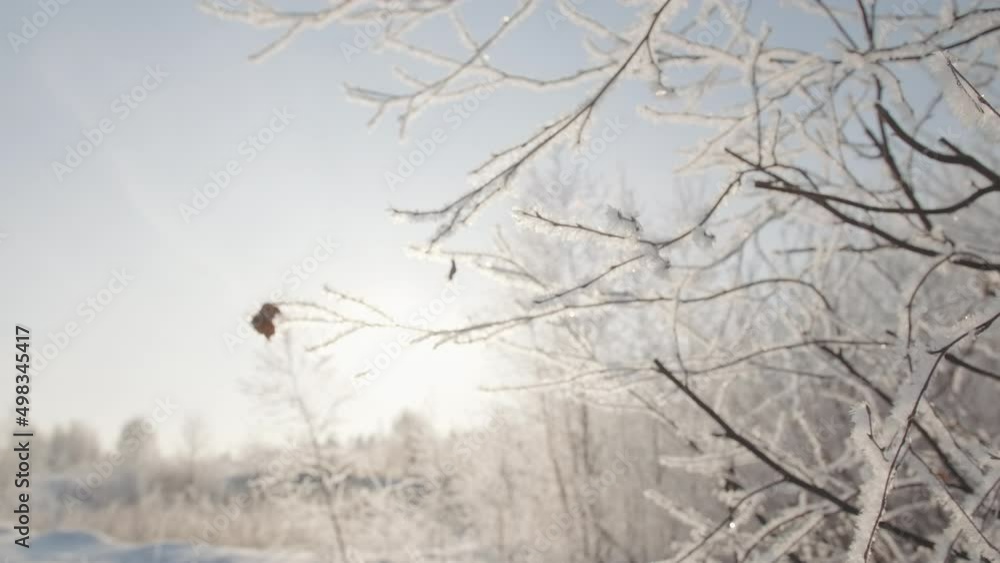 Poster last leaf on tree branch with frost in winter. creative. beautiful tree branches in frost on frosty 