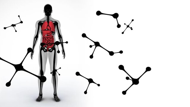 Animation of falling molecules over human body model