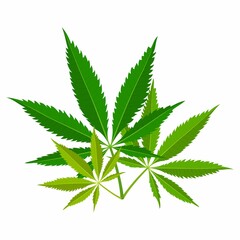 Green marijuana leaves. Medical cannabis plant, Herbal indica sativa. Natural hemp. Addiction smoke weed drugs Illegal narcotic. Vector illustration