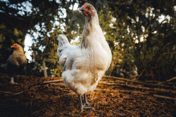 Lavender Orpington chicken free ranging in a wooded suburban backyard