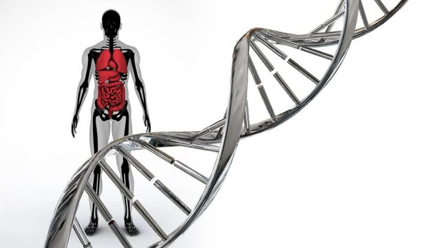 Animation of dna strand spinning over human body model