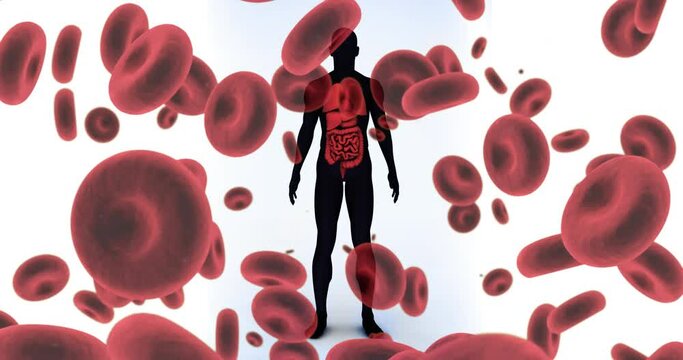 Animation of falling blood cells over human body model