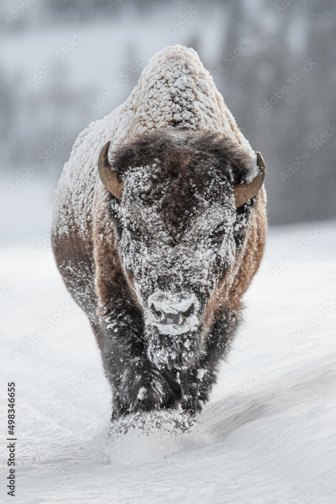 Wall mural bison