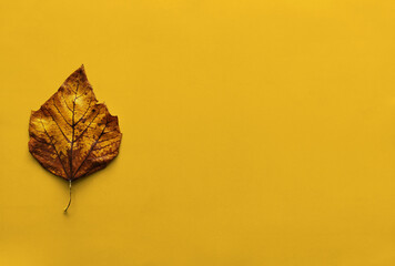Dry leaf of an autumn tree with a yellow ocher background, useful as a graphic resource with space to write a text