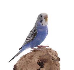 Beautiful parrot perched on wood against white background. Exotic pet