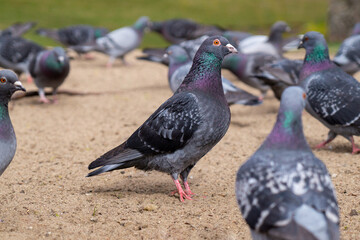 Feeding pigeons on the street