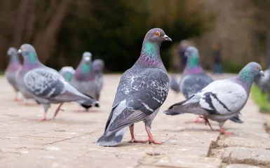 Deurstickers Feeding pigeons on the street © konoplizkaya