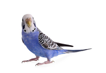 Beautiful parrot isolated on white. Exotic pet