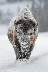 Bison  © Josh Myers