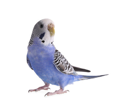 Beautiful parrot isolated on white. Exotic pet
