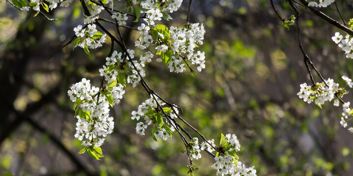 branch blossoming with white flowers. nature background in spring season