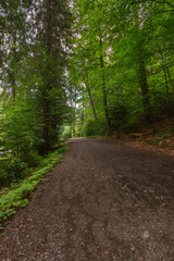 Fototapeta na wymiar forest road through synevyr natural park. countryside summer landscape on a sunny day. green nature environment. popular travel destination