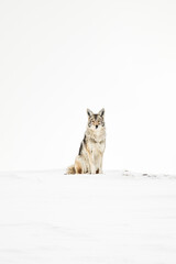 Fototapeta premium Coyote