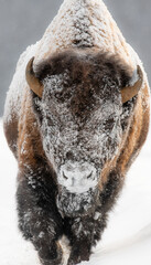 Bison  © Josh Myers