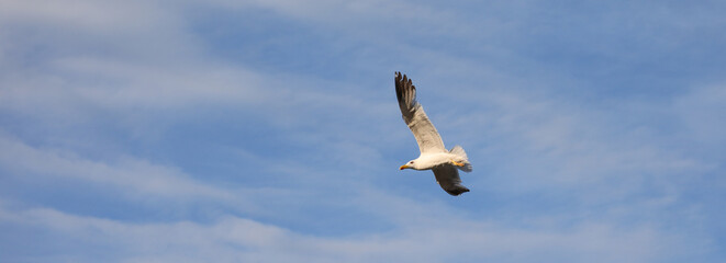 white seagull flies high in the blue sky
