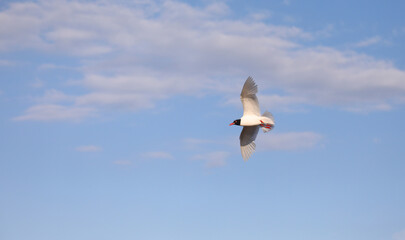 Black-headed gull on the blue sky