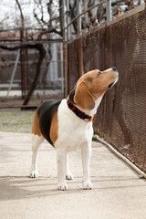 beagle dog walk