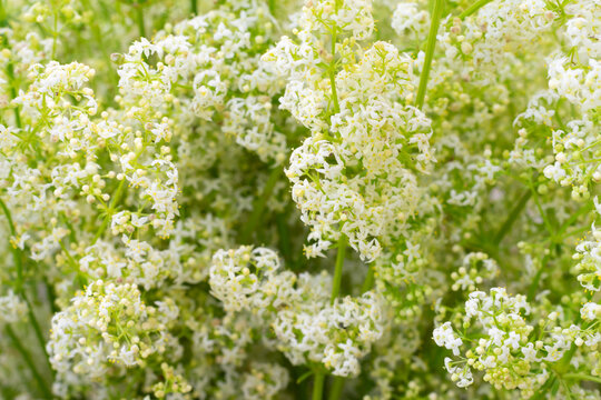 Tiny white and green hedge bedstraw flowers also called galium album. Botanical floral backdrop with copy space