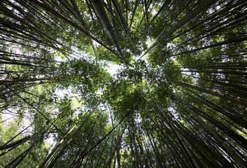 thicket of bamboo plant with tall trunk seen from below