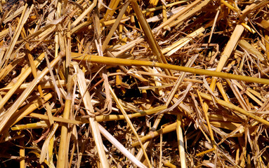 Yellow dried straw and hay on the farm