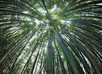 dense forest with tall bamboo canes seen from below in perspective