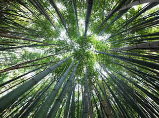 Obraz na płótnie Canvas Asian forest of tall green bamboo canes viewed from below