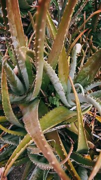 aloe vera plant