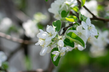 Apple tree branch with abloom in sunlit garden in springtime season. A lot of white delicate flowers on blurred bokeh background. Cultivation and harvesting apples in countryside