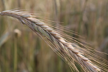 ear of wheat close-up. growing bread grain wheat summer season