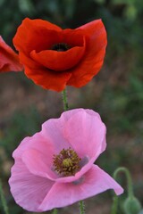 Amapolas
