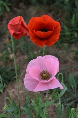 Amapolas