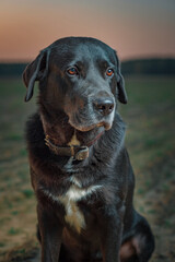 Portrait of a beautiful thoroughbred elderly labrador retriever outdoors in the evening.