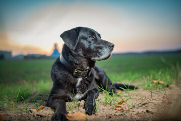 Portrait of a beautiful thoroughbred elderly labrador retriever outdoors in the evening.