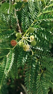 close up of pine tree