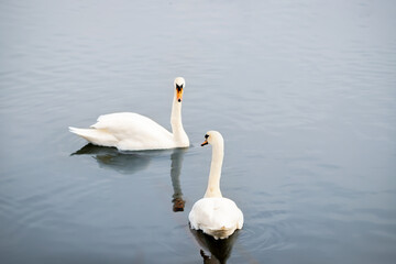 Obraz premium Zwei Schwäne