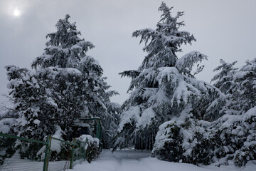 beautiful trees in the snow under a gloomy, winter sky