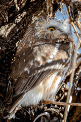 Saw Whet Owl 