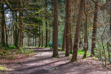 path in the forest