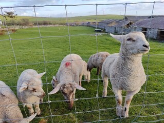 Sheep looking at the camera eating grass grazing